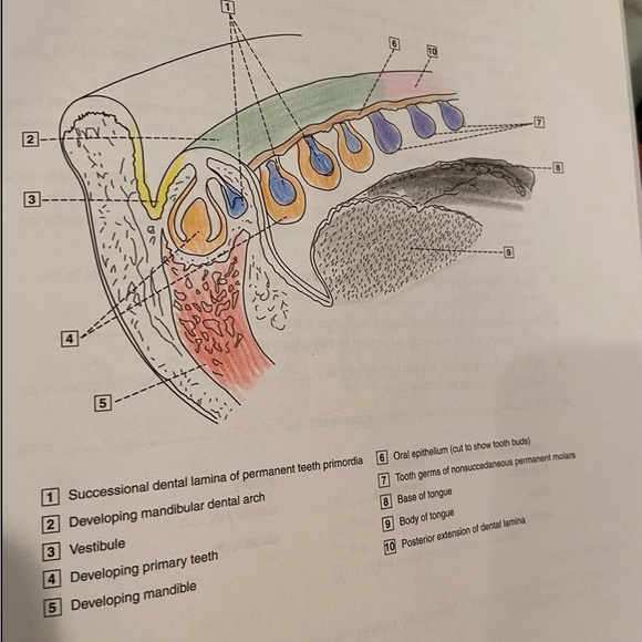 Dental anatomy coloring bok - Picture 3 of 3